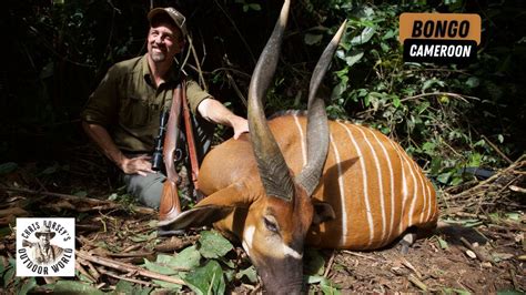 Stunning Bongo Hunt in the Cameroon Jungle - YouTube