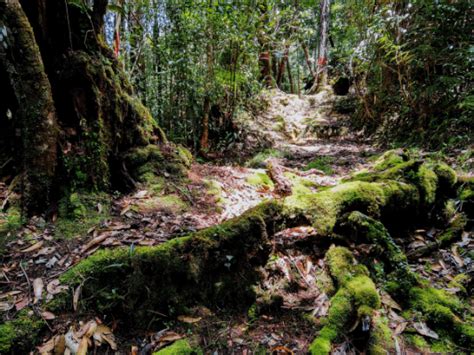 Kinabalu National Park Hiking Trails (Relaxing Day Hike) - MeowtainPeople