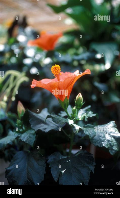 Rose of China - Hibiscus Stock Photo - Alamy