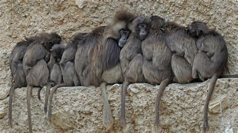 longevidad animal: Los mamíferos que viven en grupo son más longevos ...