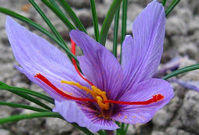 High Altitude Gardening: Saffron Crocus