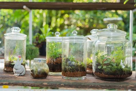 Terrarium Guide: Which Terrarium to Buy?