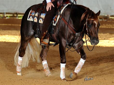 Success | Clinton Anderson Performance Horses