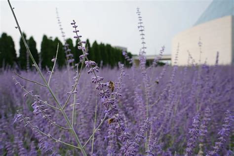 The Industrious Ants and Bees in the Qur’an « Simerg – Insights from Around the World