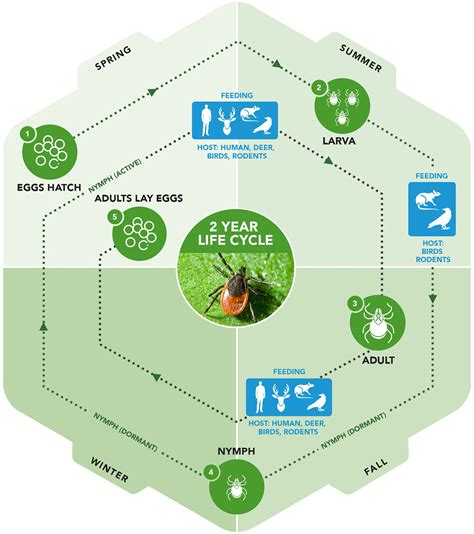 The Tick Life-cycle: What You Need To Know