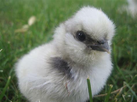 Silkie Baby...you know you want one! | Silkies, Animals, Chickens