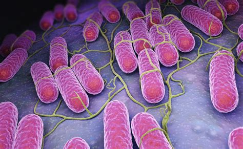 Salmonella: Symptoms, causes, and treatment