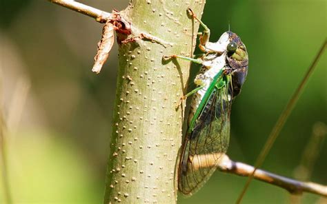 Why are Cicadas So Noisy? - Cicada Sound Explained - Insectic