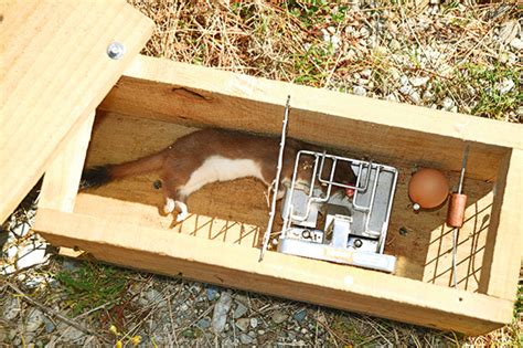 4 expert tips for placing a pest trap