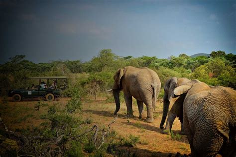 Kruger National Park Safari - Krugerpark