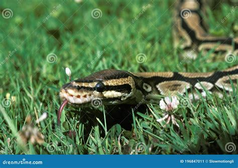 Royal Python, Python Regius with Tongue Out Stock Image - Image of africa, royal: 196847011