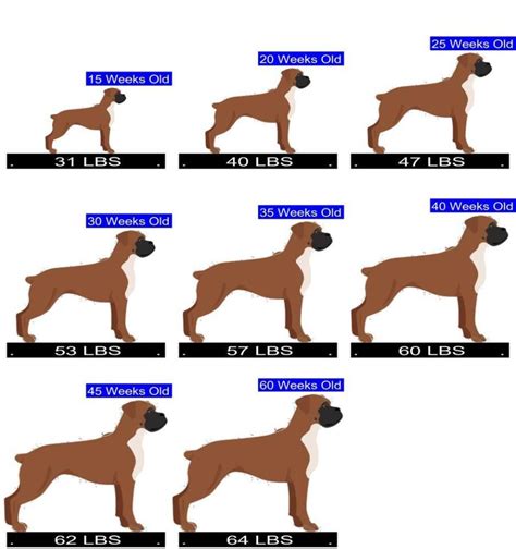 Boxer Growth Chart. Boxer Weight Calculator.