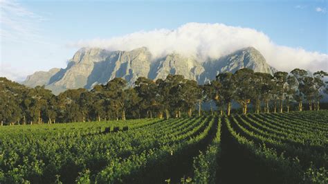 Wine Tasting in South Africa’s Winelands - Vogue