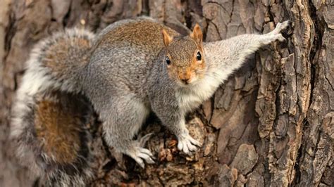 Celebrate Squirrel Appreciation Day 2024 with Fun Activities and Fascinating Facts