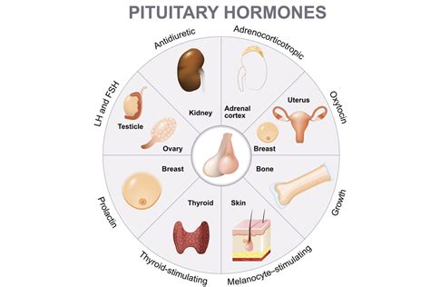 Pituitary Gland - Function and Hormone Production