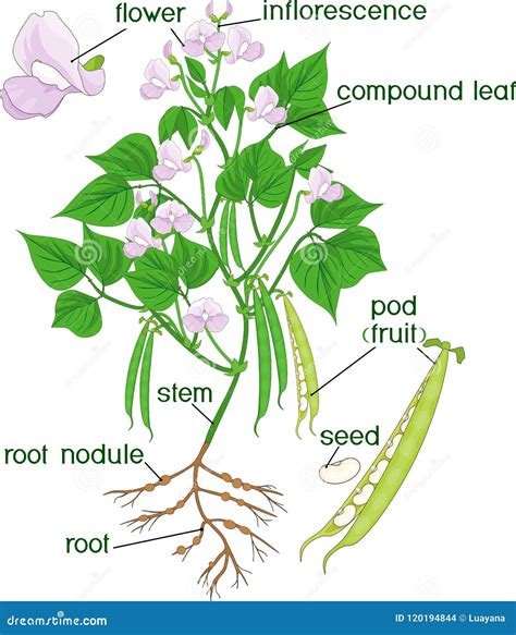 Parts Of Plant. Morphology Of Bean Plant With Root System, Flowers ...