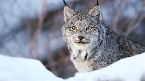 Habitat of Threatened Canada Lynx to Be Expanded in U.S. - EcoWatch