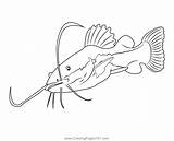 Coloring Pages For Catfish sketch template