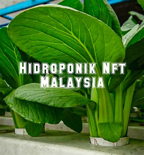 Hidroponik Nft Malaysia