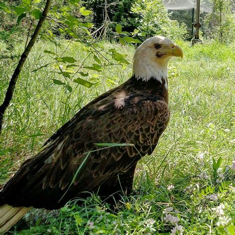 Bald Eagle at Greta, Nebraska | Travel nebraska, Bald eagle, Nebraska