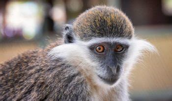 Old World Monkeys - Facts, Information & Habitat