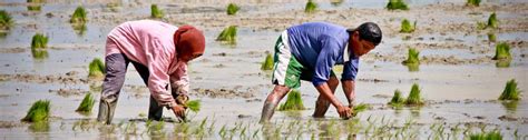 Planting the seeds of recovery in the Philippines after typhoon Haiyan | FAO | Food and ...