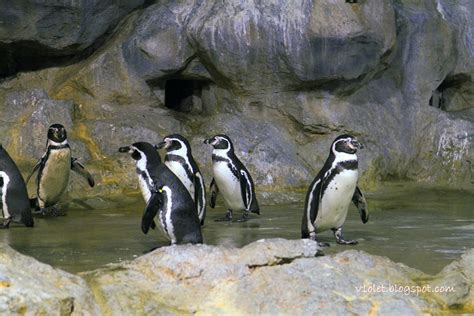 v1olet - my favorite things: Jurong Bird Park - Penguins