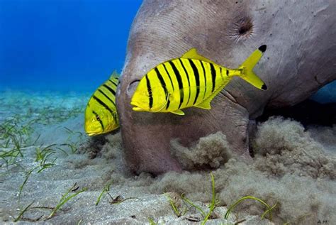 Animal Unique: Dugong