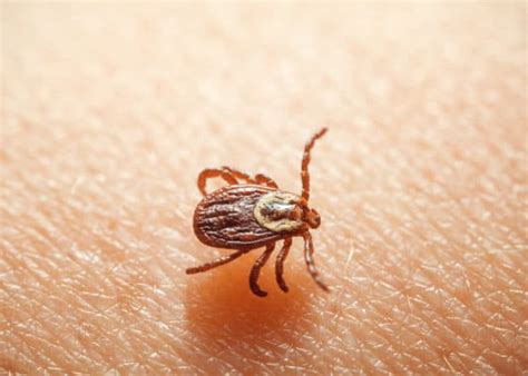 Fleas, Ticks, and Chiggers: What’s the Difference? | Summer Pest Prevention