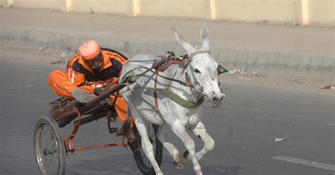 SKM Sports Blog: Donkey cart race thrills