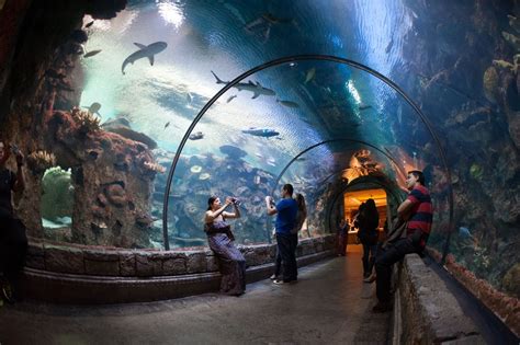 Mandalay Bay Shark Reef Aquarium | Vegas vacation, Vegas attractions ...