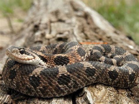 Hognose Snake Care Sheet (A Must-Read Guide) - Core Differences