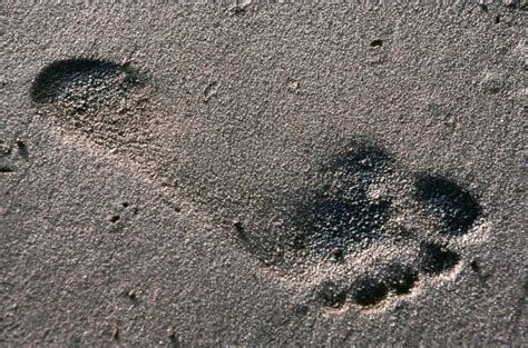 Free picture: human, footprint, sand