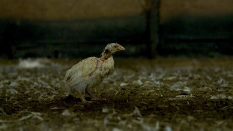 Hidden Cost Of Cheap Chicken Revealed