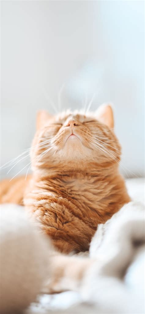 Cat Phone Wallpapers July 2020 - I Like Cats Very Much | Cat phone wallpaper, Iphone wallpaper ...