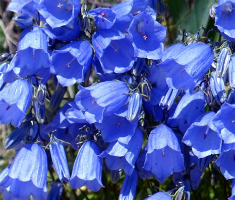 Canterbury Bells Blue Campanula Medium Seeds