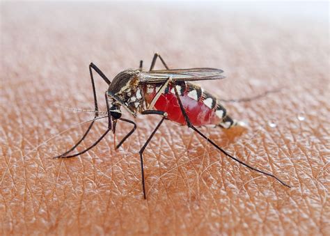 Most Common Types of Mosquitoes in North America | The Bug