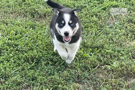 Togo: Siberian Husky puppy for sale near St Louis, Missouri. | dc1c4e14f1