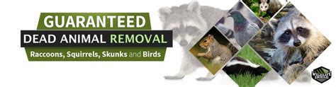 Dead Animal Removal - Dead Wildlife Removal