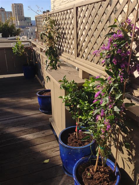 Cobalt blue planters on the patio/deck. With Fruit trees and climbing ...