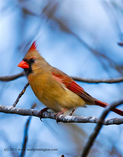 Ohio State Bird | Northern Cardinal