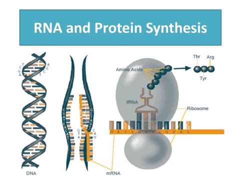 PPT - RNA and Protein Synthesis PowerPoint Presentation, free download - ID:2778339