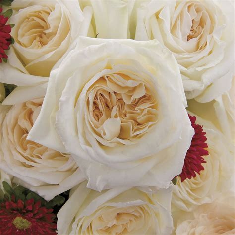 White O'Hara | White garden rose, Rose varieties, Rose