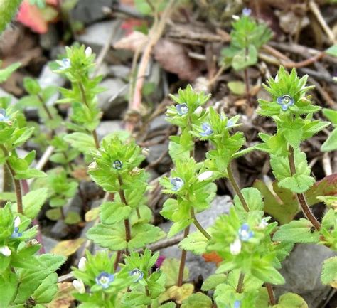 Identifying and Controlling Common Spring Lawn Weeds in Cincinnati ...