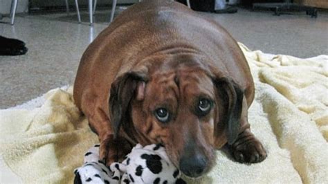 Fat Dog - 38 best fat dogs images on Pinterest | Fat dogs, Fat ... : See more of fat dog on ...