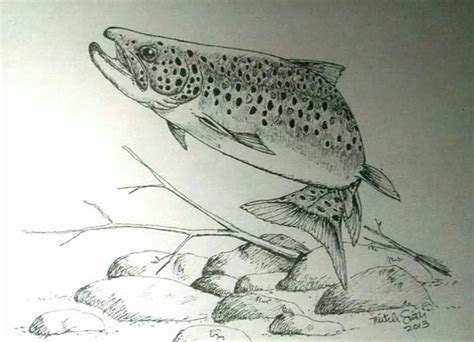 26+ brown trout pencil drawing - JamiilaTamar