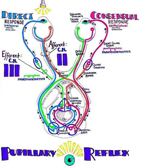 Pupillary Reflex | Fundamentals of nursing, Opthalmic technician ...