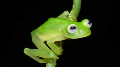 Glass frog's organs are visible through its belly | WIRED UK