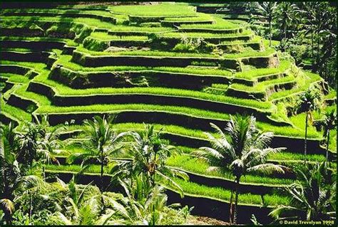 the rice terraces of the philippines | Garden ideas ireland, Backyard garden landscape, Banaue ...