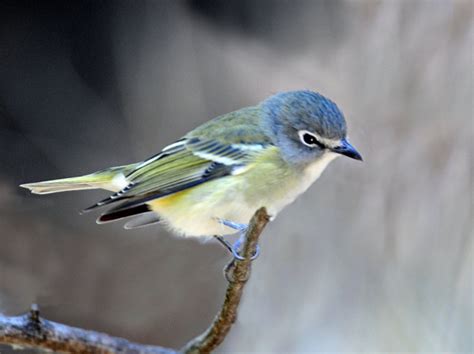 Blue-headed Vireo